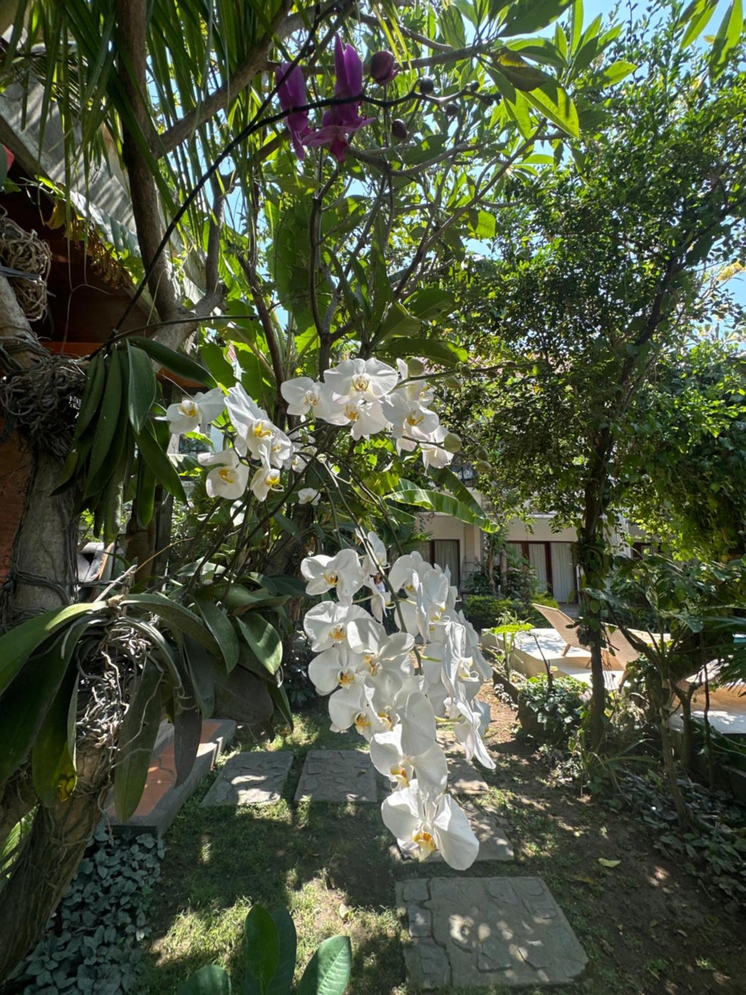 Diuma Residence Yoga Meditation Retreat And Healing Center Sanur  Luaran gambar
